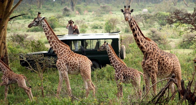 Top 5 safaris in Africa