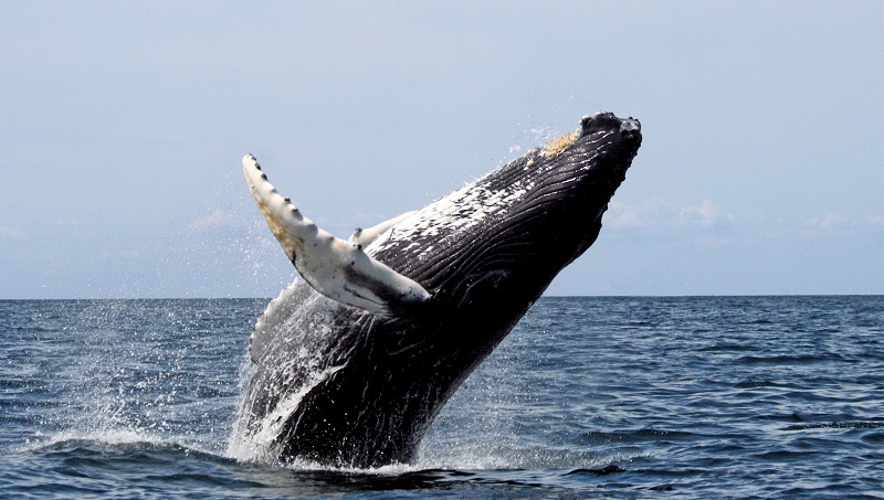 Where to See Whales in Costa Rica?