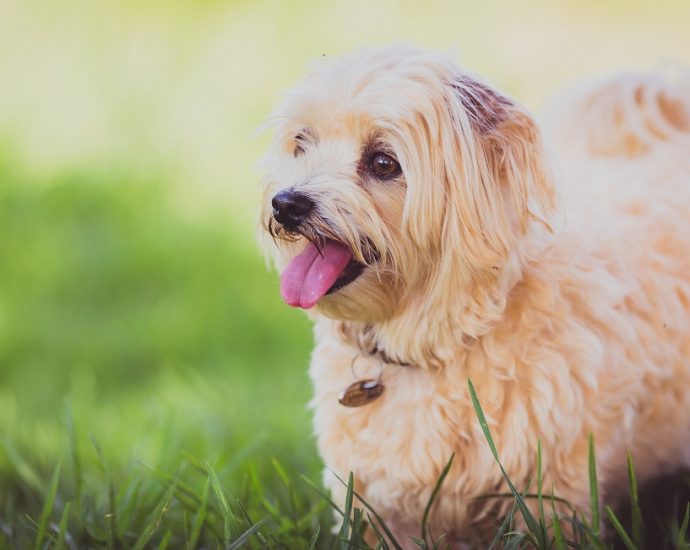 6 tips to make your dog happy