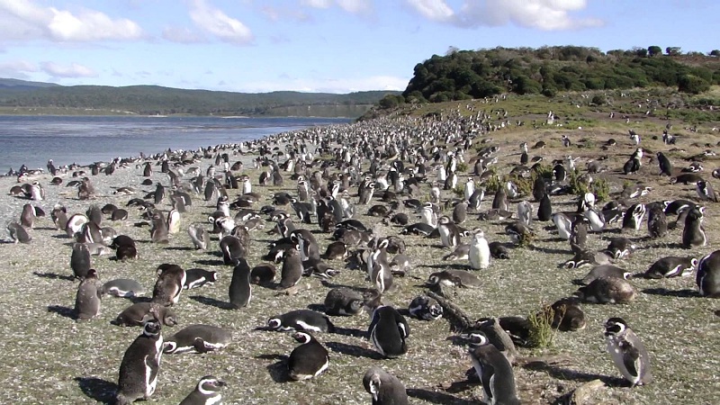 Where To See Penguins In Patagonia 