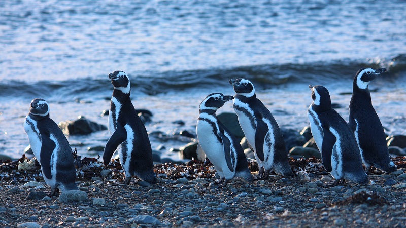 Where To See Penguins In Patagonia 