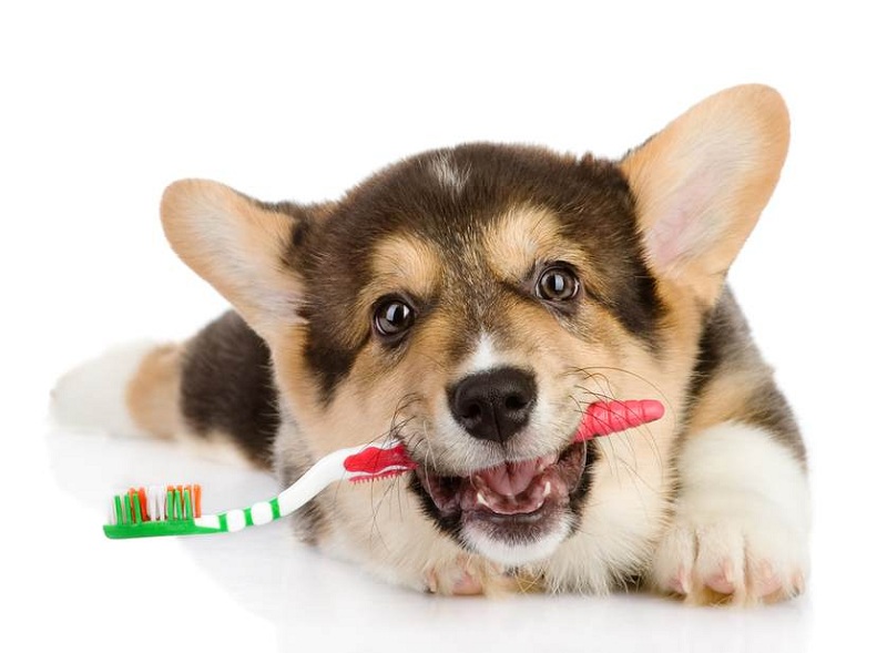 Diseases and dental problems in dogs