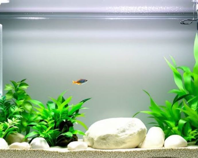 Best aquarium treatments for healthy fish and crystal-clear tank water