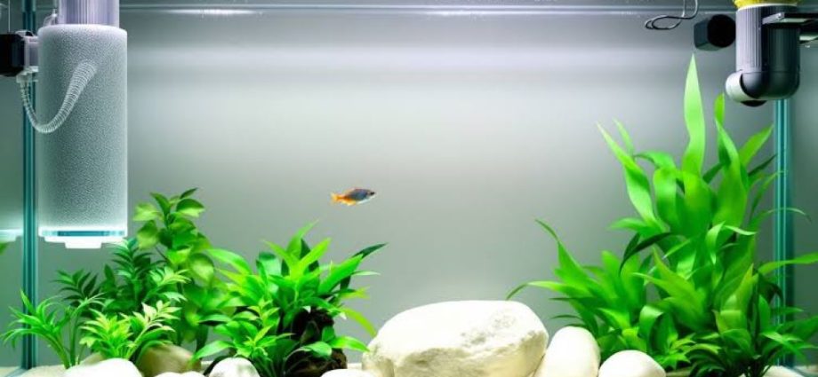Best aquarium treatments for healthy fish and crystal-clear tank water