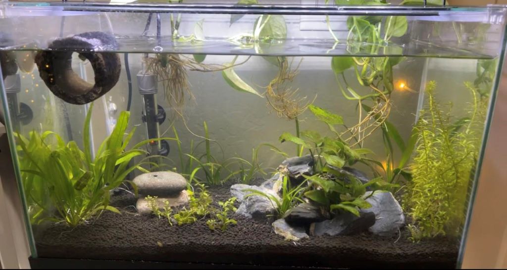 Affordable aquarium decorations including caves, driftwood, and artificial plants arranged for a vibrant freshwater fish tank in Florida