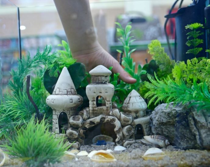 Budget-friendly freshwater fish tank decorated with rocks, plants, and ornaments, creating a beautiful aquarium setup in Florida