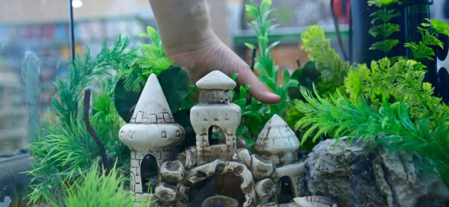 Budget-friendly freshwater fish tank decorated with rocks, plants, and ornaments, creating a beautiful aquarium setup in Florida
